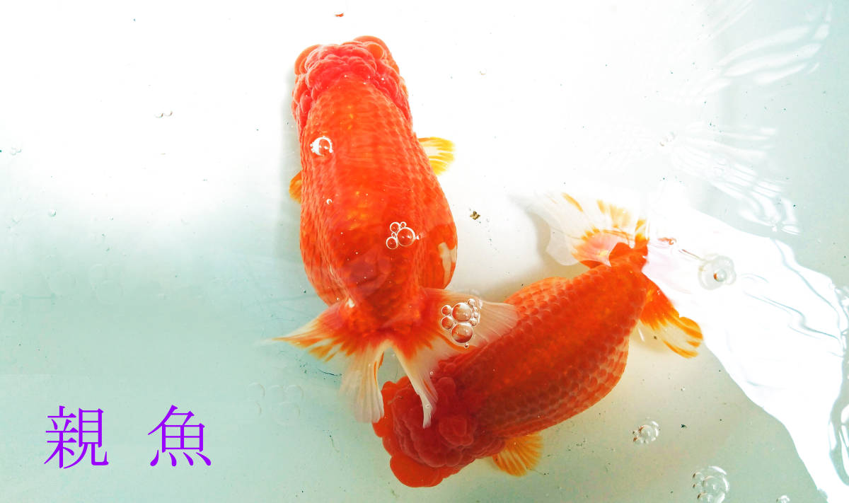 [2024 another prefecture hot spring golgfish shop 5-26] golgfish excellent .. this year 15 pcs set (3~ 5cm) parent fish image equipped 