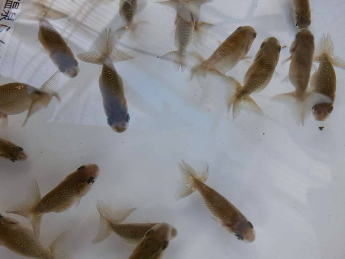 [2024 another prefecture hot spring golgfish shop 5-26] golgfish excellent .. this year 15 pcs set (3~ 5cm) parent fish image equipped 