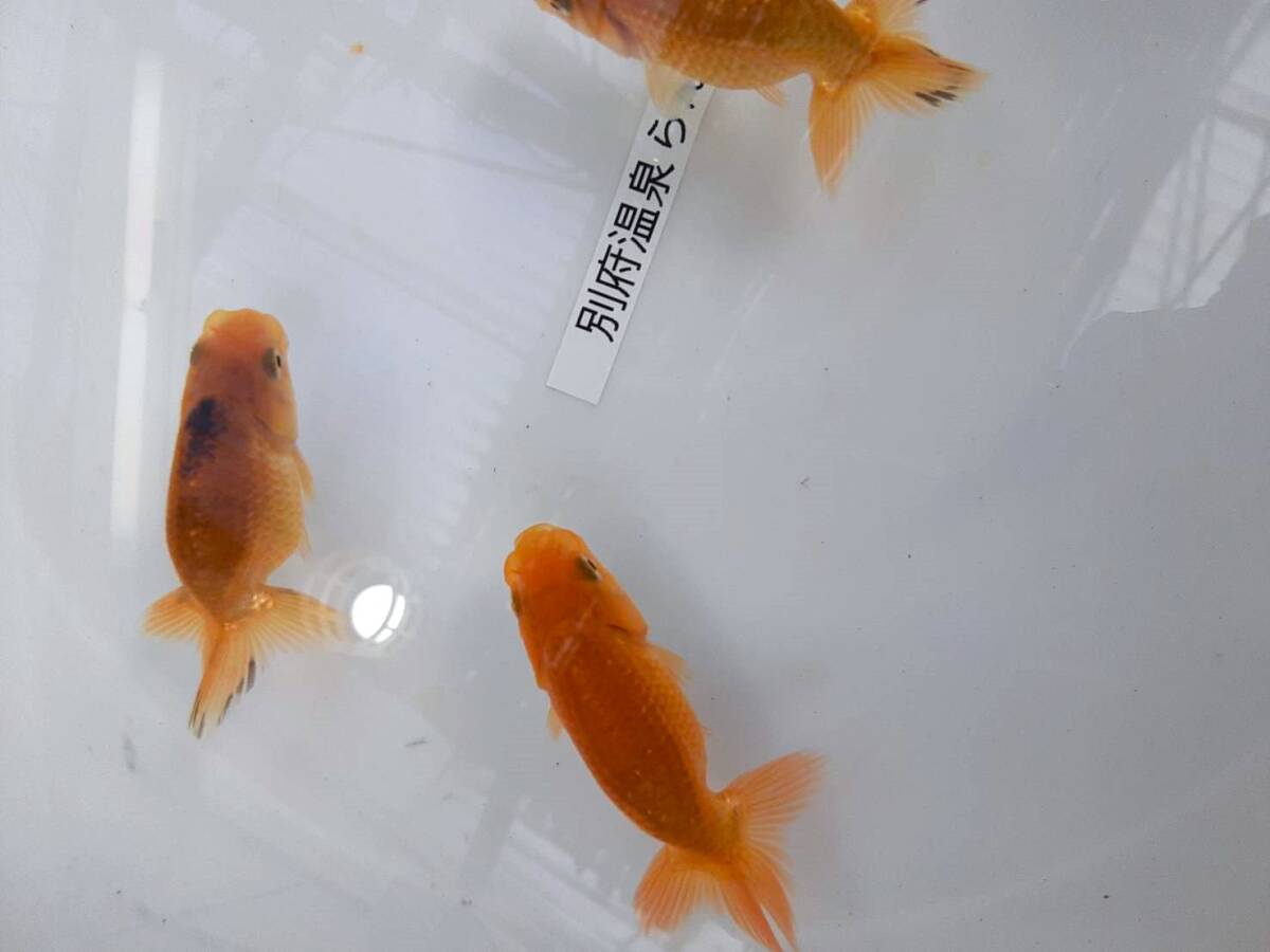 [2024 another prefecture hot spring golgfish shop 5-35 on E] golgfish excellent ... quality goods this year 3 pcs set (6.5~ 7cm) parent fish image equipped 