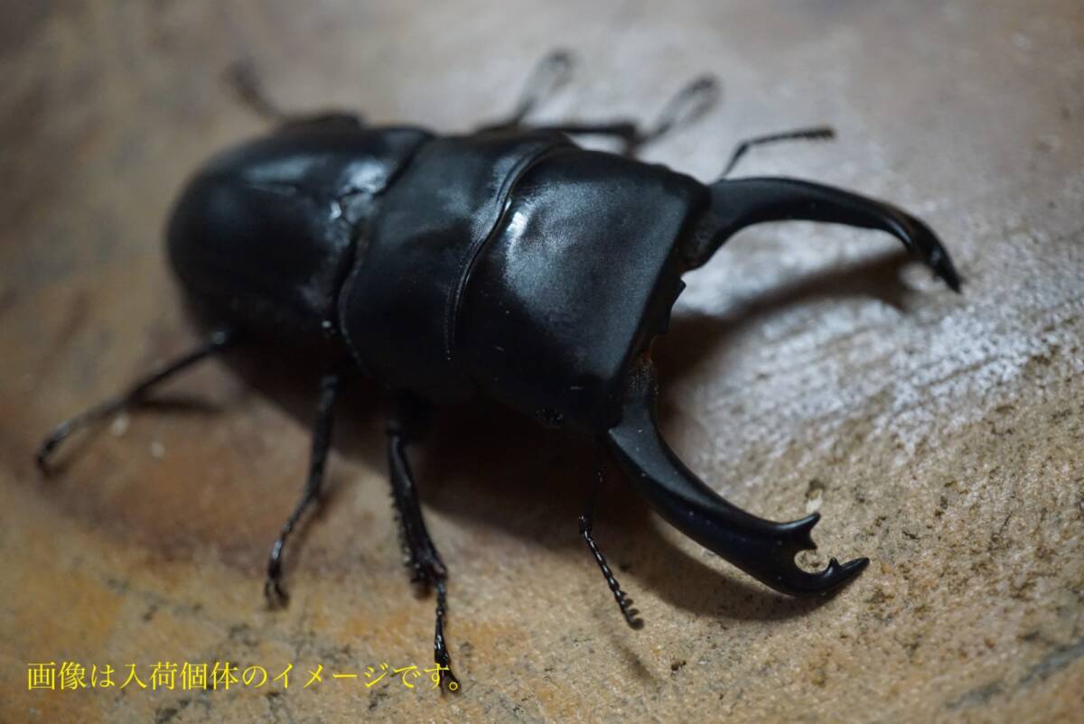 ☆新着WILDボルネオ便☆ライヒヒラタクワガタ　成虫ペア　♂45㍉UP×♀FREE（品番：①）_画像1