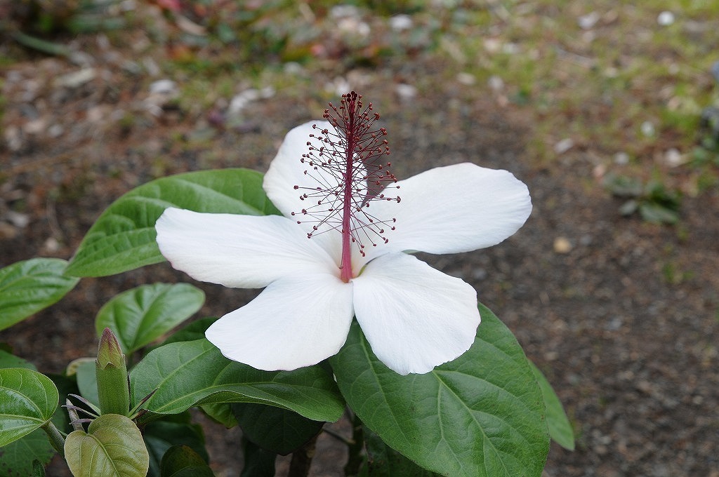 *TO* valuable * huge wheel * Hawaii. ... kind hibiscus pnaruuensisH. arnottianus var. punaluuensis 4 number pot seedling 80 size 