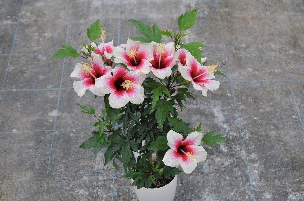 ★TO★花芽付き★ハイビスカス ‘フィジアンホワイト’ Hibiscus ‘Fijian White’ 3号ポット 挿し木苗 現品 80サイズの画像2