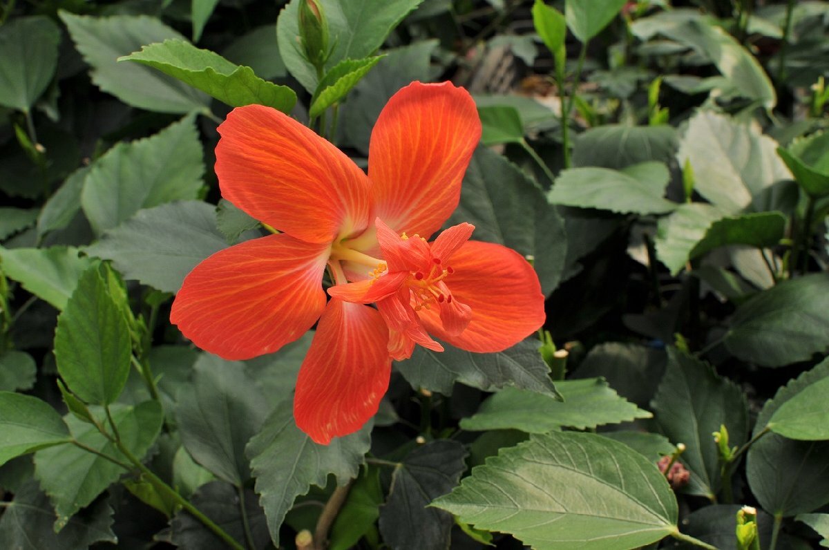 *TO* flower . attaching * gorgeous Hawaiian hibiscus ma dam Pele Hibiscus \'Madam Pele\' 4 number pot seedling reality goods 100 size 