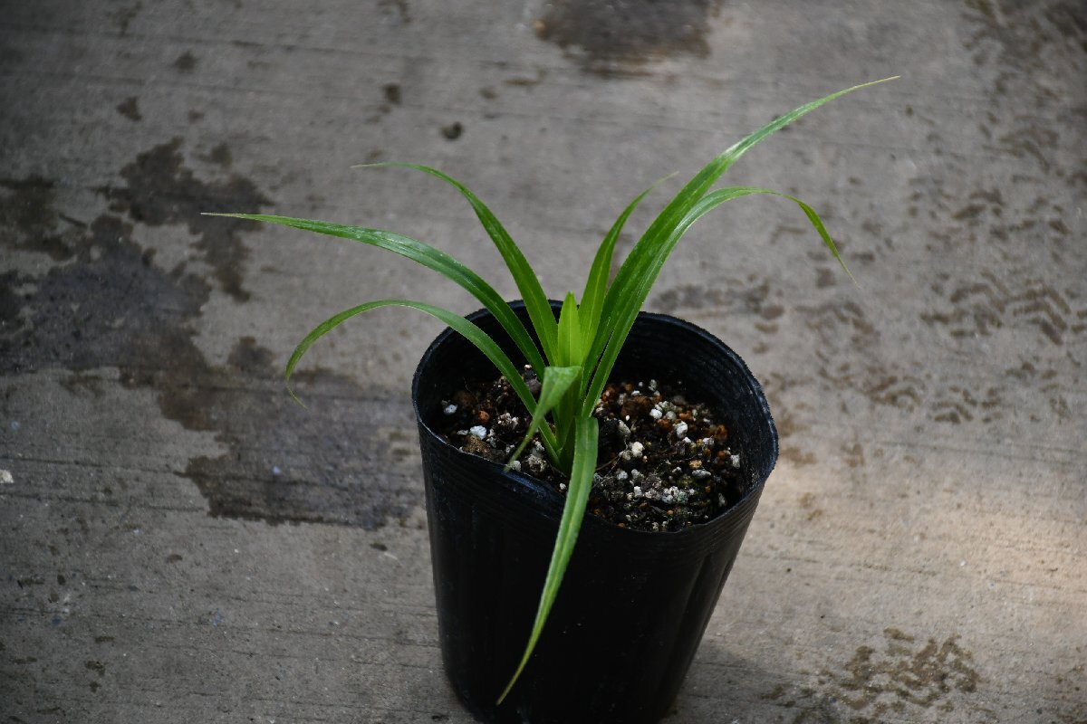 240517☆AO☆ハワイ・ヒロ採集 ハラ パンダナス タコの木の仲間 Pandanus tectorius 60サイズ の画像3