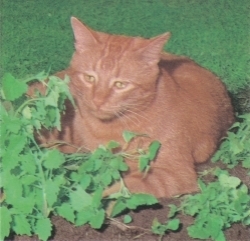 < трава. вид > котовник кошачий кошка. большой нравится . трава 0.3ml( примерно 350 шарик ) 4 вид mail .. отправка 