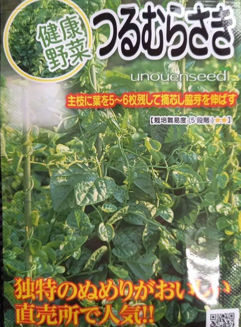 未開封＜野菜の種＞つるむらさき　3ｍｌ　健康野菜　ツルムラサキ_画像1