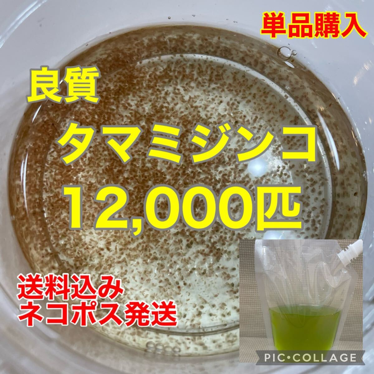 送料無料　良質　タマミジンコ　12,000匹　生き餌　加温メダカ　金魚　らんちゅう　産卵促進　色揚げに　栄養満点　育成スピードUP_画像1