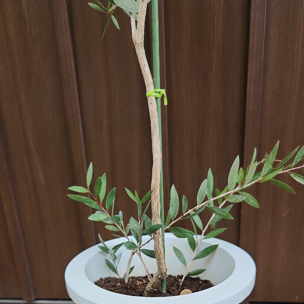 花芽付き　カリステモン　リーブスピンク　鉢植え　苗　ブラシの木　レア品種　庭木　