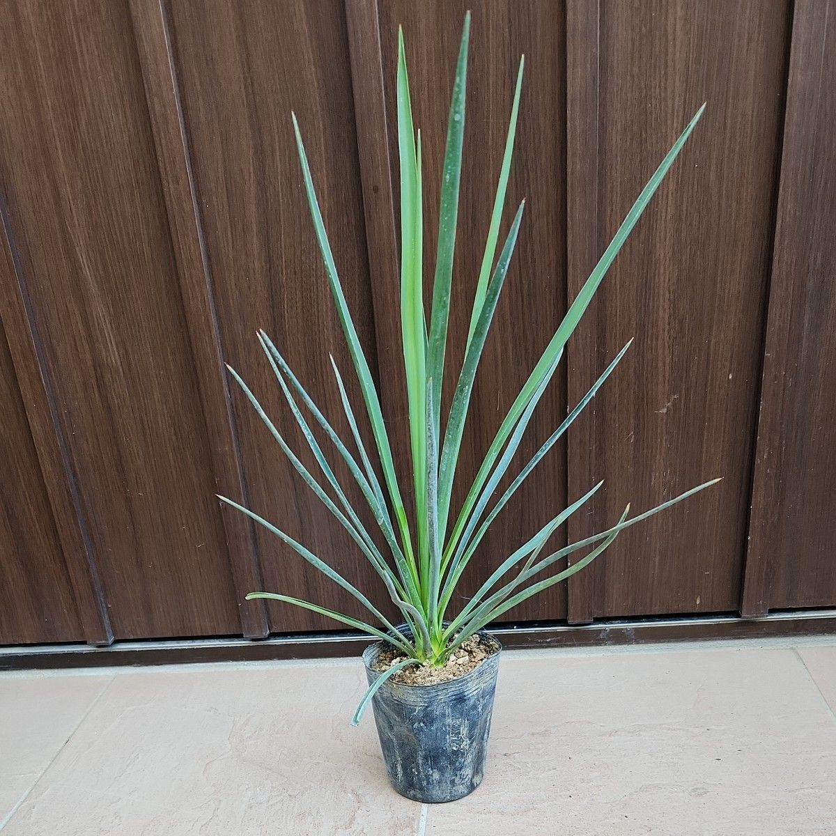 ユッカ Yucca ブルーセントリー ポット苗37 ドライガーデン 観葉 ユッカ Yucca ブルーセントリー ポット苗37 ドライガーデン 観葉
