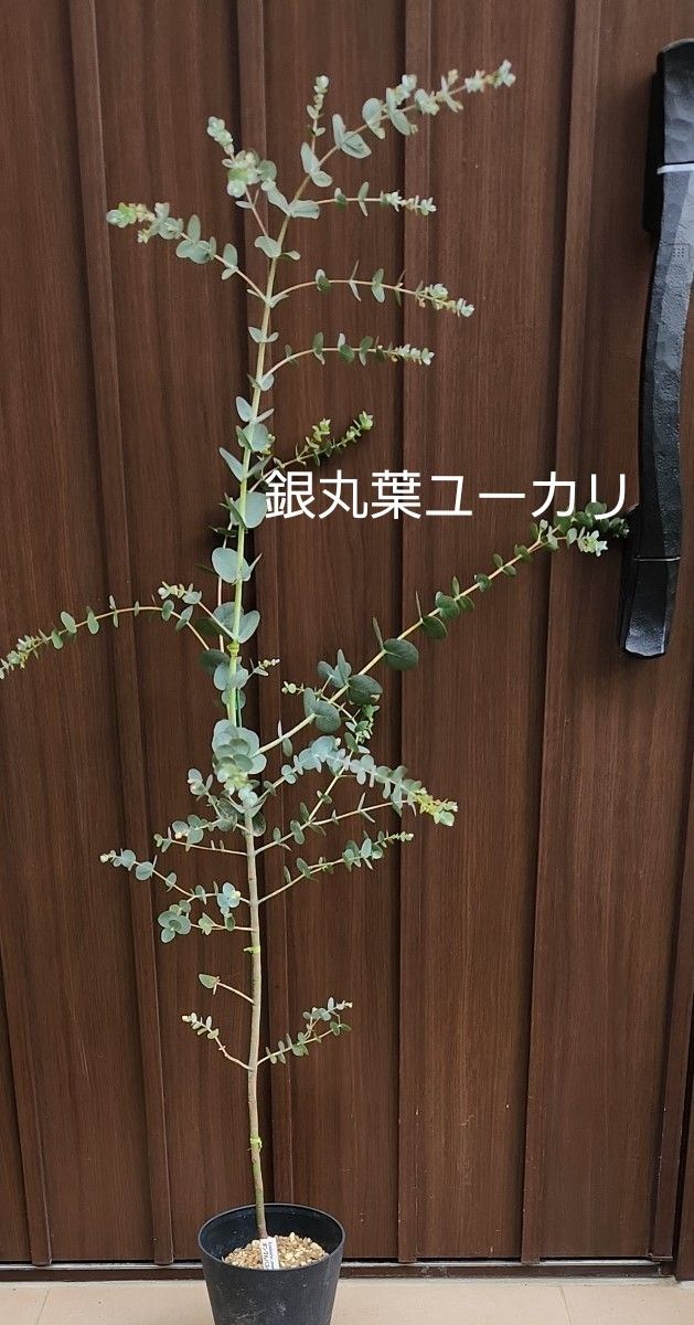 銀丸葉ユーカリ　シネレア　鉢植え　苗　シンボルツリー　庭木