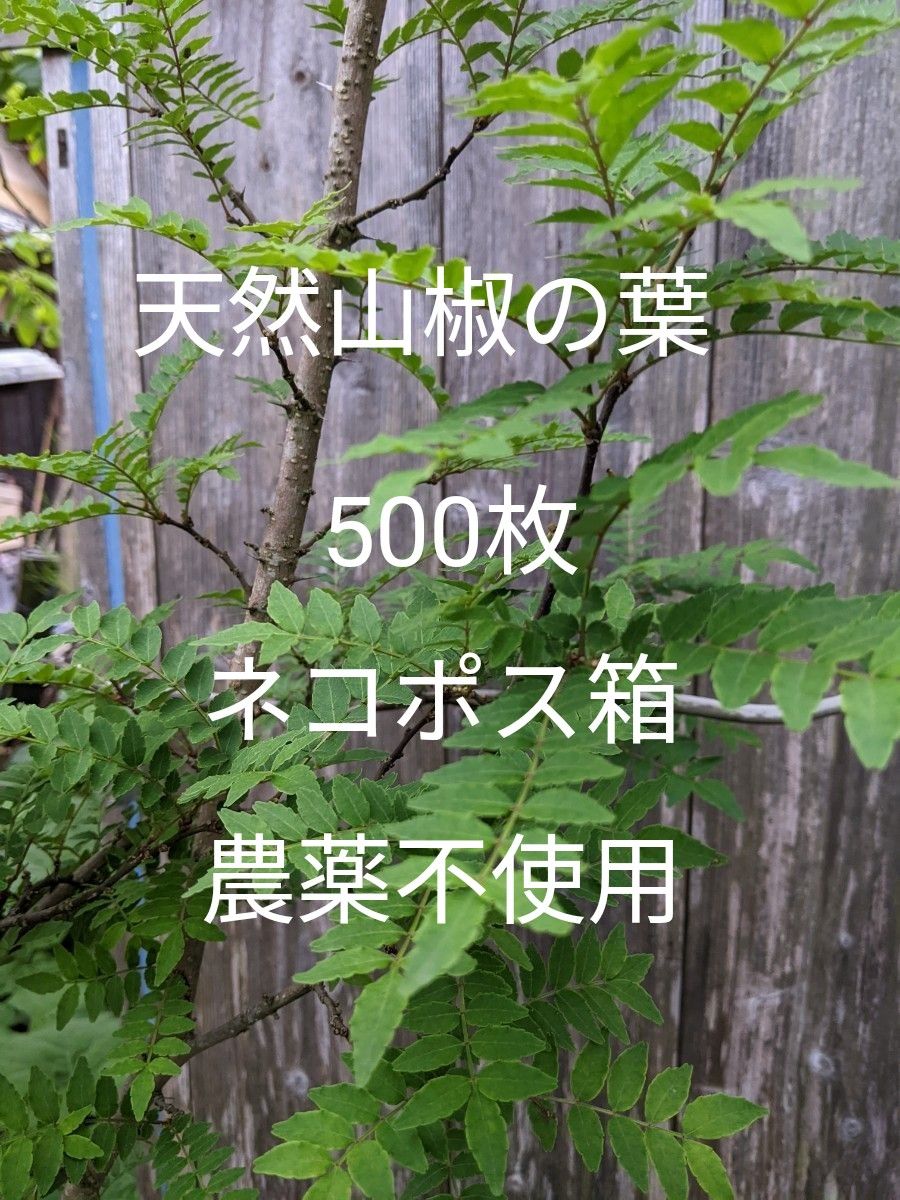 3.岡山県産  天然山椒の葉  500枚  ネコポス箱  農薬不使用