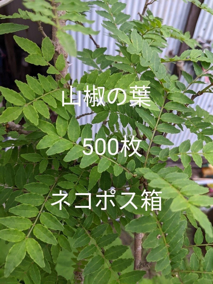 2.岡山県産  山椒の葉  500枚  ネコポス箱  農薬不使用