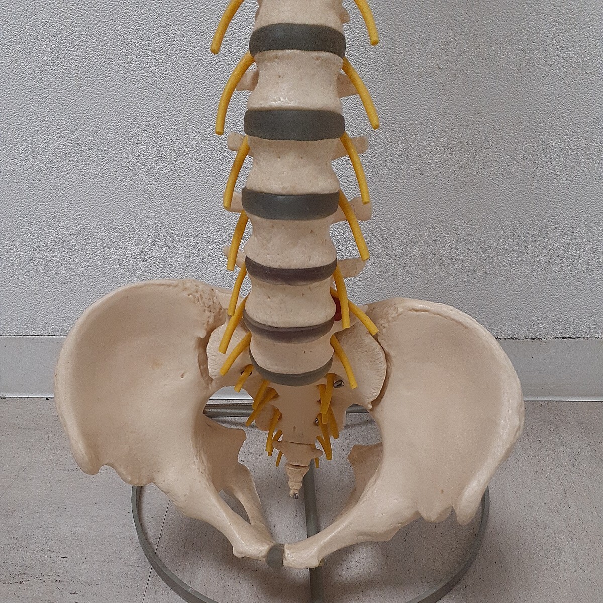  human body model SOMSO made Germany made .. model model pelvis .. model model .. stand attaching .