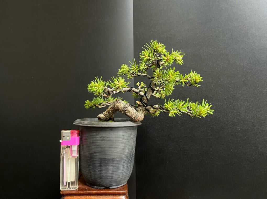. leaf pine bonsai ... leaf pine real raw shohin bonsai height of tree leaf . till 10.5cm short leaf . leaf . is good ( genuine Kashiwa, Japanese black pin,. leaf )