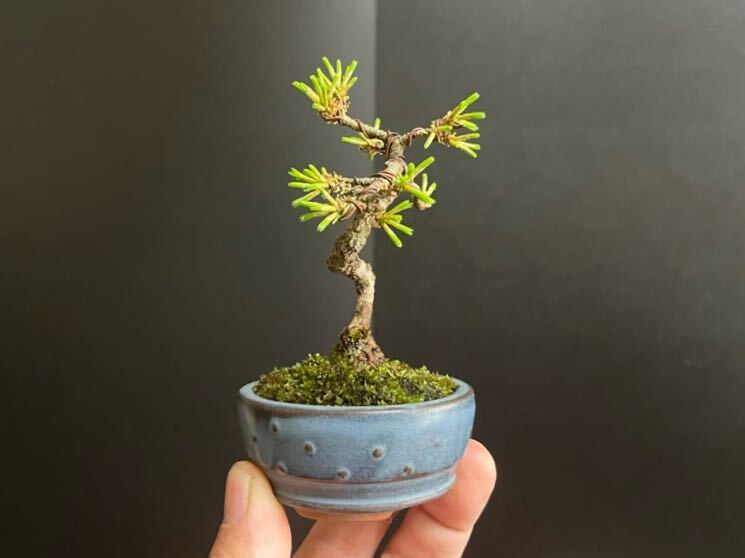 . leaf pine bonsai real raw Mini . leaf pine Mini writing person height of tree leaf . till 10cm mini bonsai shohin bonsai ( genuine Kashiwa, Japanese black pin, stone ..,. leaf )