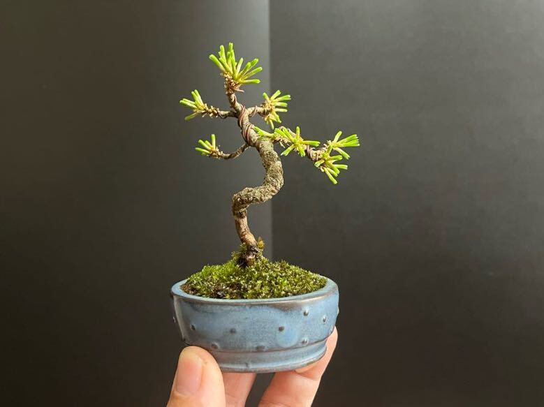 . leaf pine bonsai real raw Mini . leaf pine Mini writing person height of tree leaf . till 10cm mini bonsai shohin bonsai ( genuine Kashiwa, Japanese black pin, stone ..,. leaf )