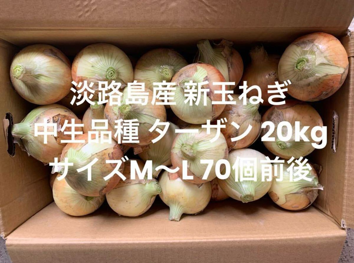  Hyogo префектура Awaji Island производство шар лук порей M~L нет выбор другой 20kg средний сырой товар вид Tarzan 70 шт передний и задний (до и после) .. Awaji Island 