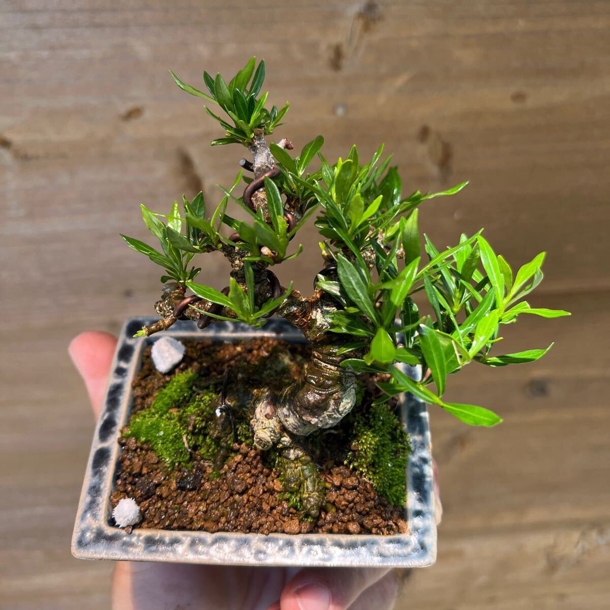  gardenia shohin bonsai legume . mini bonsai Rhododendron indicum thread fish river genuine Kashiwa . fee . mini bonsai 