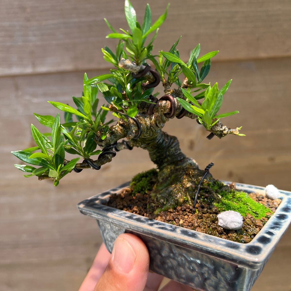  gardenia shohin bonsai legume . mini bonsai Rhododendron indicum thread fish river genuine Kashiwa . fee . mini bonsai 