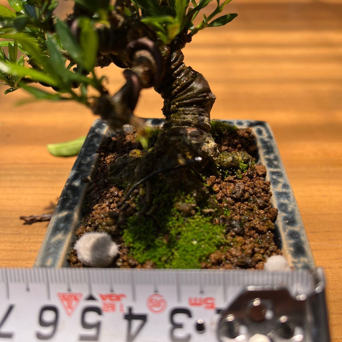  gardenia shohin bonsai legume . mini bonsai Rhododendron indicum thread fish river genuine Kashiwa . fee . mini bonsai 