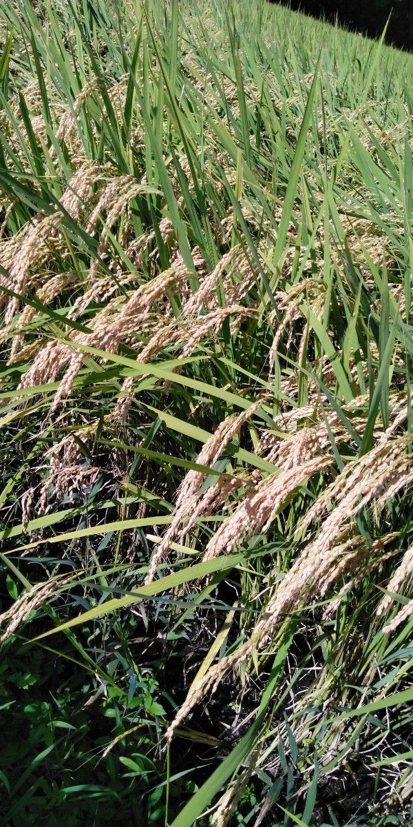 令和5年産コシヒカリ10キロ 無農薬 安全のお米です 一単農家