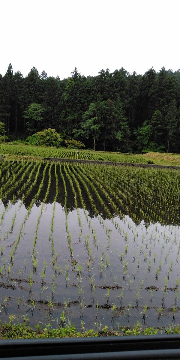 栃木県特一等米コシヒカリ 無農薬玄米又白米 安全のお米です 一単農家 甘味 もっちり