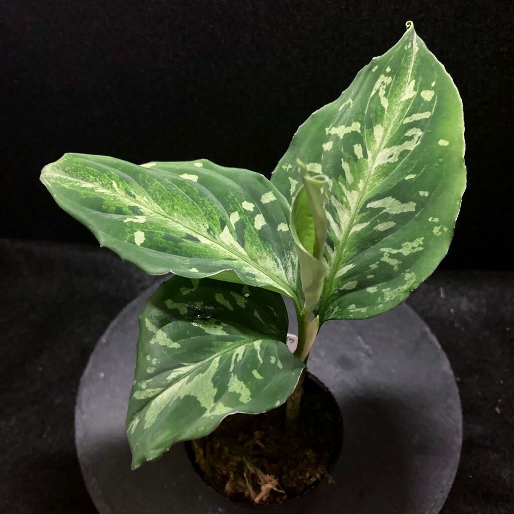 【TB便】アグラオネマ ピクタム ’モザイク’ CW1507 Aglaonema 熱帯植物 の画像2
