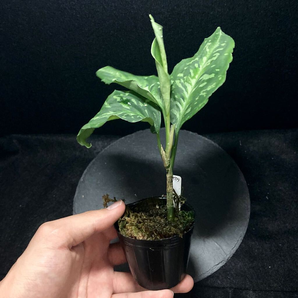 【TB便】アグラオネマ ピクタム ’モザイク’ CW1507 Aglaonema 熱帯植物 の画像5