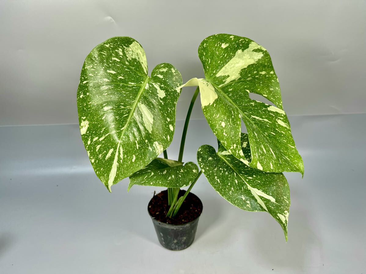 「49」 モンステラ デリシオーサ タイコンステレーション 斑入り Monstera Thai Constellation Variegata の画像1