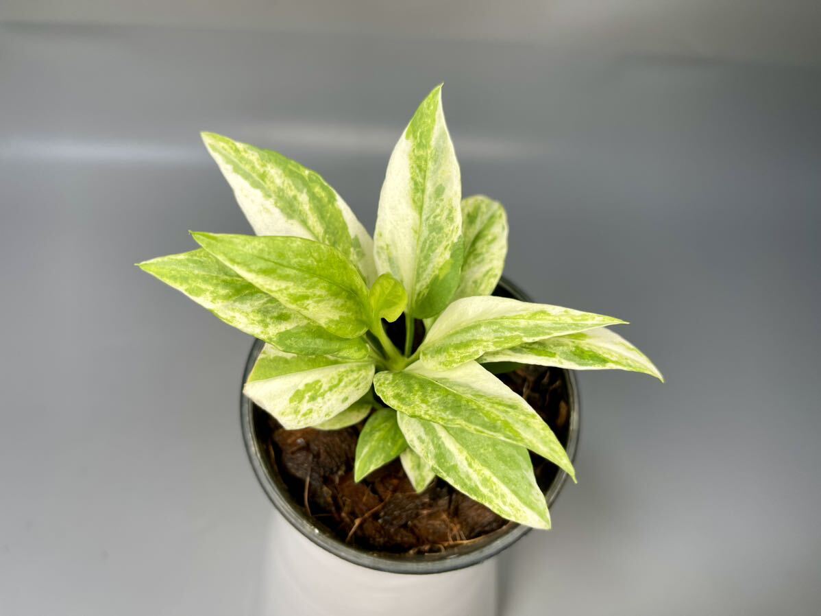 「04」アンスリウム ビッタリフォリウム 斑入り Anthurium Vittarifolium Variegated (Anthurium Necktie) アンスリウム ネクタイ 観葉植物の画像1