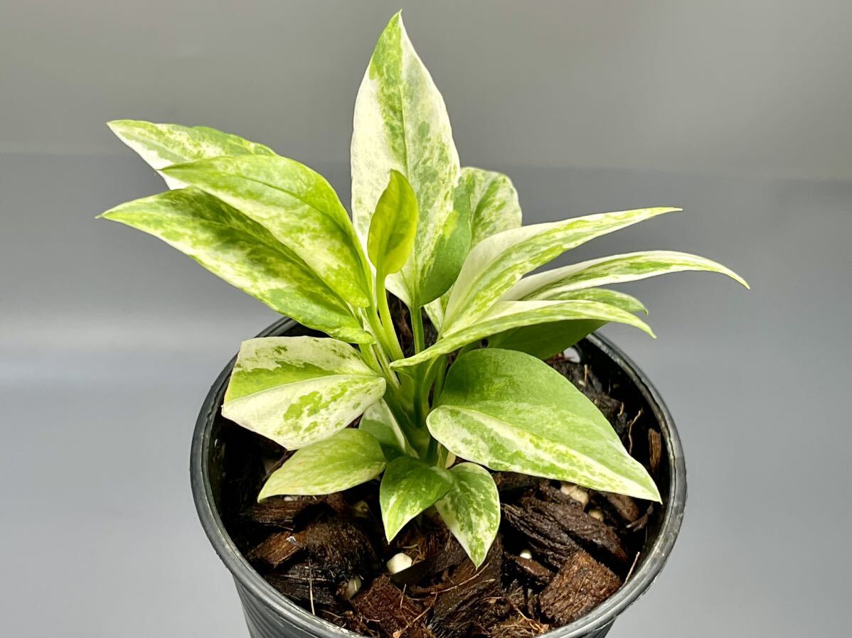 「04」アンスリウム ビッタリフォリウム 斑入り Anthurium Vittarifolium Variegated (Anthurium Necktie) アンスリウム ネクタイ 観葉植物の画像4