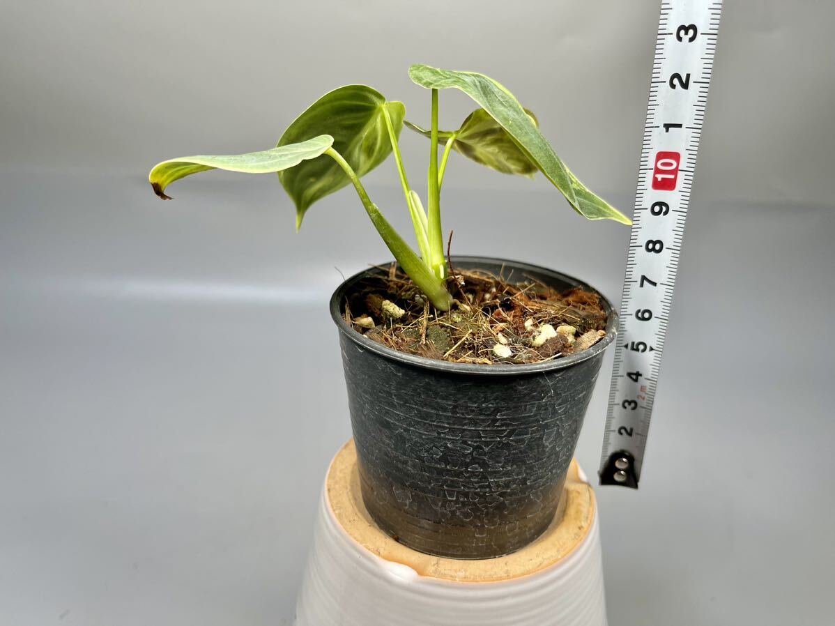 [05]Philodendron Melanochrysum Variegatedfiroten Delon melanokli Sam . entering 
