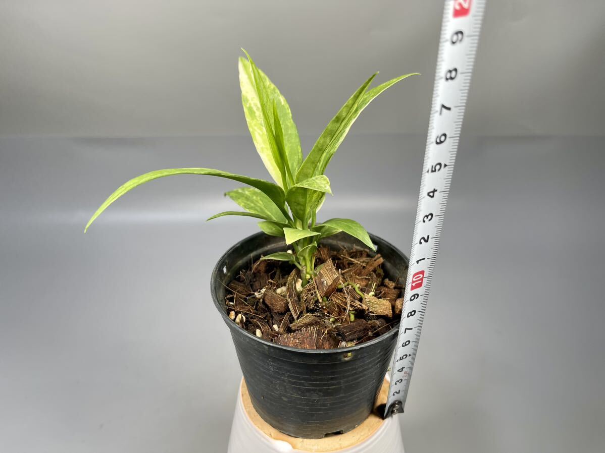 「06」アンスリウム ビッタリフォリウム 斑入り Anthurium Vittarifolium Variegated (Anthurium Necktie) アンスリウム ネクタイ 観葉植物の画像4