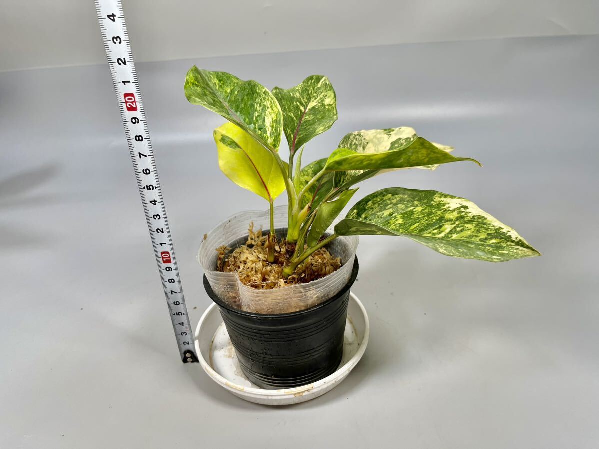 Yahoo!オークション - 「25」Aglaonema Khan Mak variegated Yahoo!オークション - 「25」Aglaonema Khan Mak variegated
