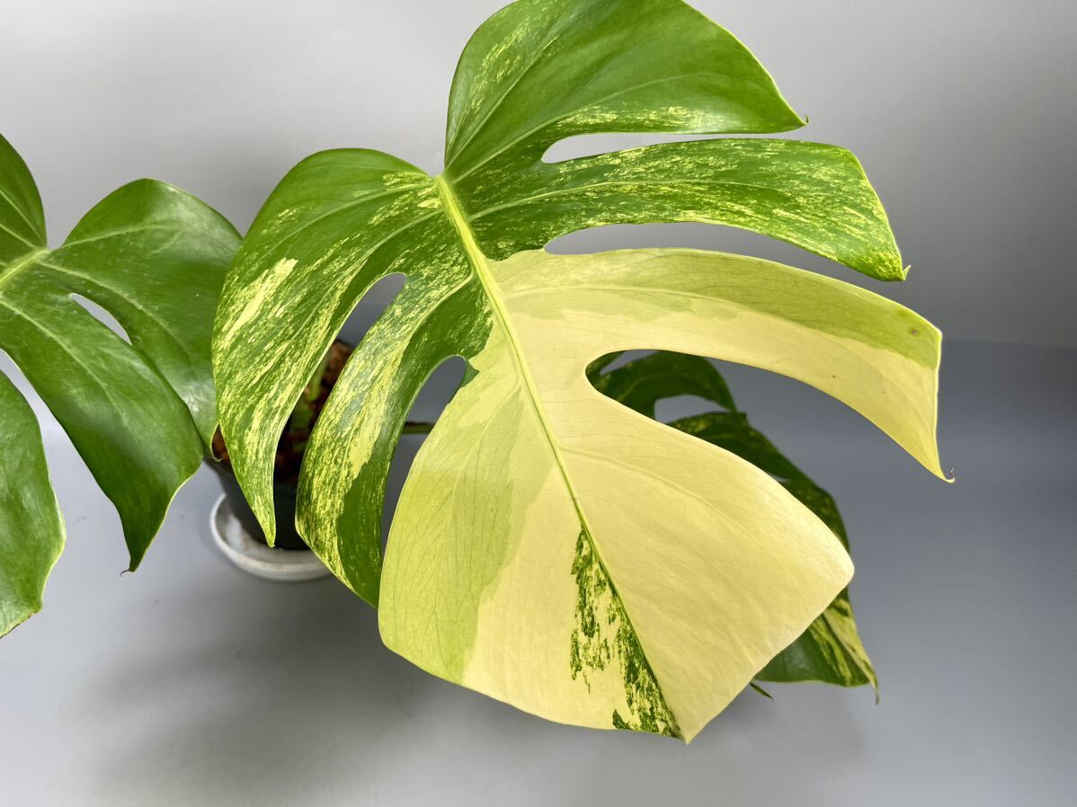 「27」モンステラ　ボルシギアナ　オーレア 斑入り Monstera borsigiana Aurea Variegata _画像2