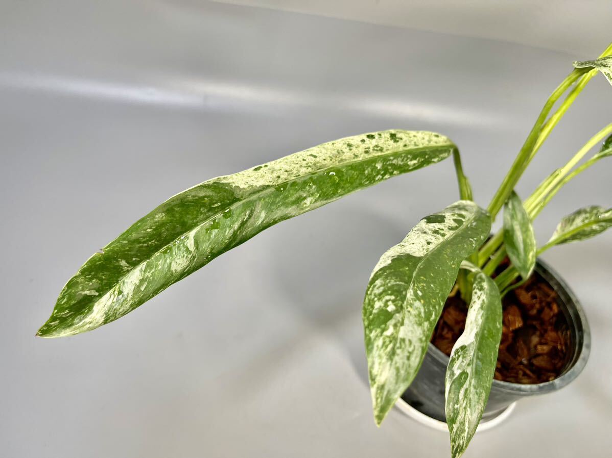 「34」Epipremnum giganteum variegated エピプレムナム・ギガンテウム 斑入りの画像5