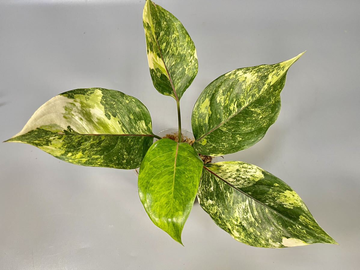 「07」Aglaonema Khan Mak variegated アグラオネマ・カーン・マク　斑入り_画像1