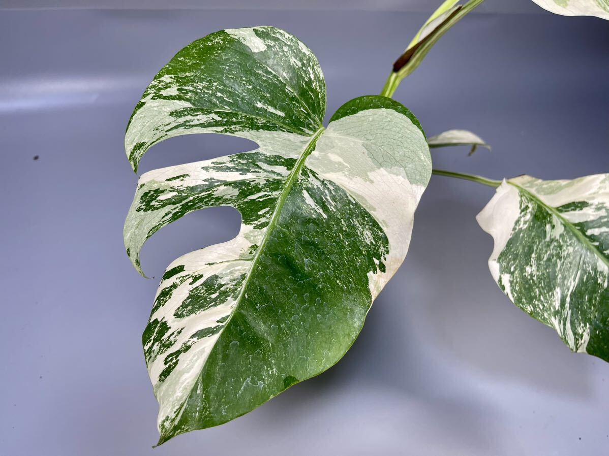 「15」MONSTERA ALBO BORSIGIANA VARIEGATA 白斑　モンステラ アルボ ボルシギアナ　斑入り_画像3