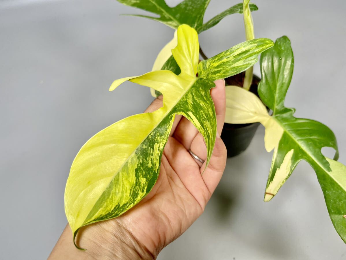 「28」フィロデンドロンフロリダビューティー斑入り　philodendron Florida beauty variegata _画像2