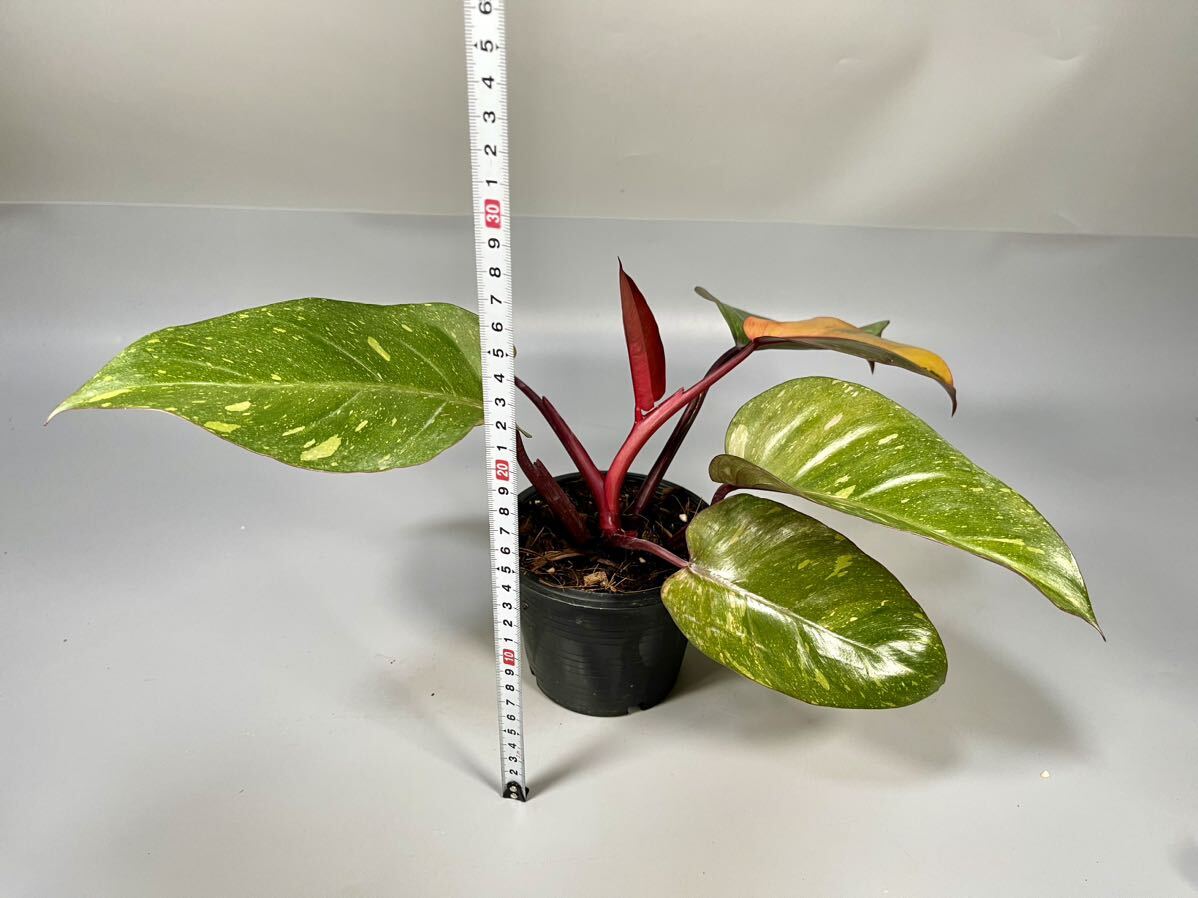 [29]firoten Delon * orange * Princess Philodendron Orange Princess