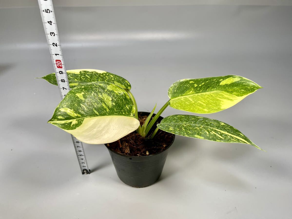 「38」Philodendron Green Congo hybrid variegated フィロデンドロン グリーン コンゴ 斑入り_画像7