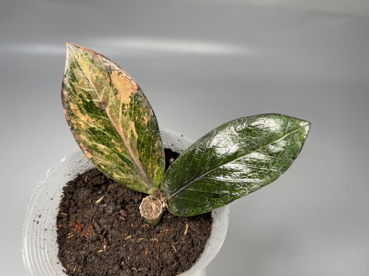 「07 」 ザミオクルカス ブラック ピンクバリエガータ斑入りZZ plant Variegated (zamioculcas zamiifolia raven black pink) 観葉植物_画像1