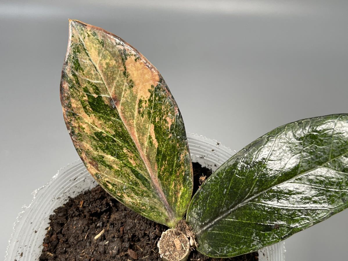 「07 」 ザミオクルカス ブラック ピンクバリエガータ斑入りZZ plant Variegated (zamioculcas zamiifolia raven black pink) 観葉植物_画像2