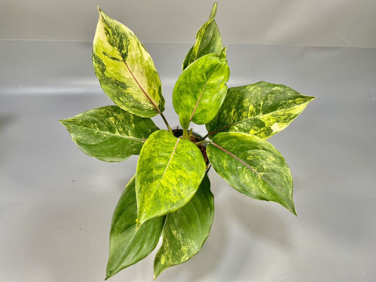 Yahoo!オークション - 「13」Aglaonema Khan Mak variegated Yahoo!オークション - 「13」Aglaonema Khan Mak variegated