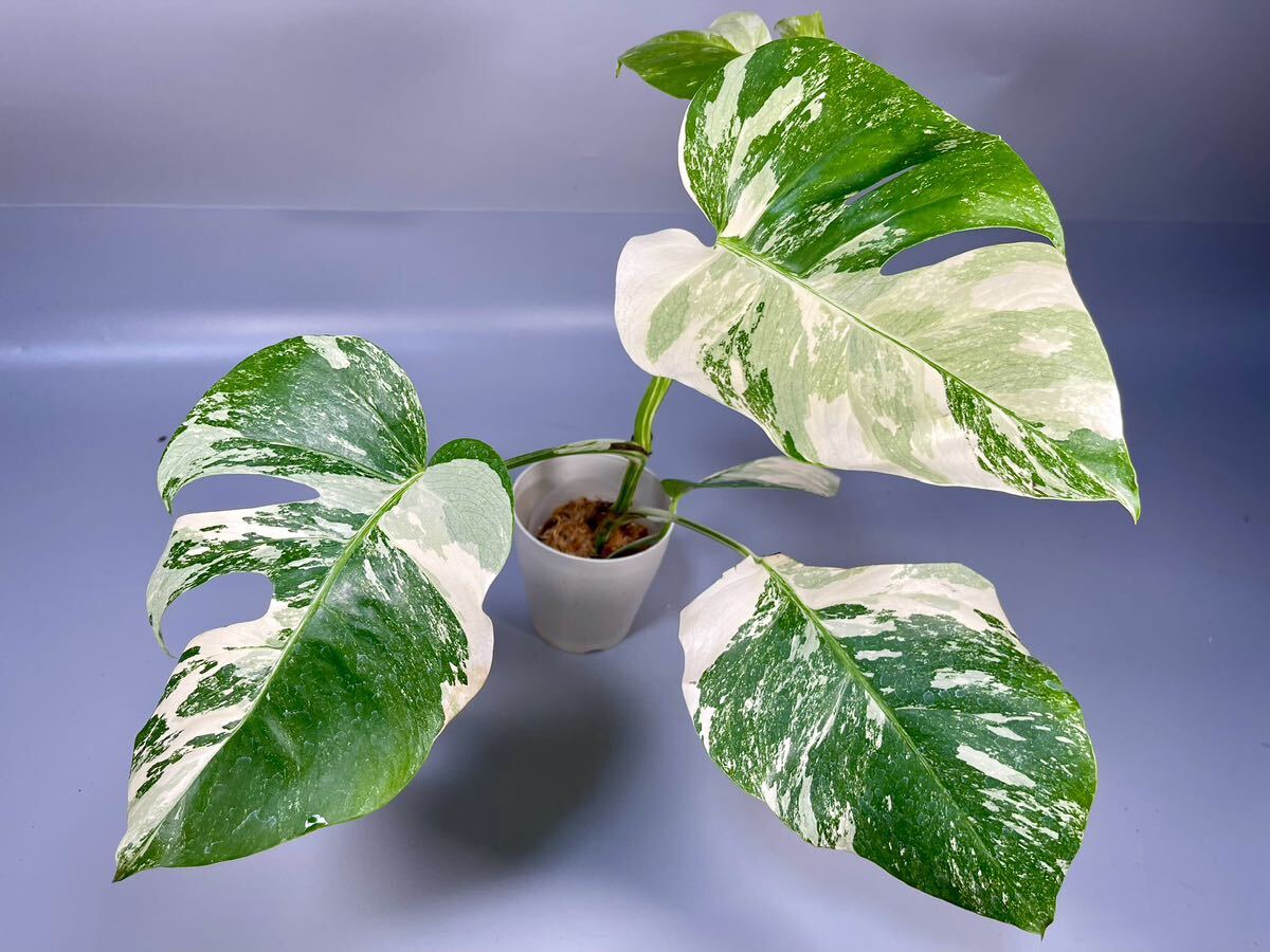 「15」MONSTERA ALBO BORSIGIANA VARIEGATA 白斑　モンステラ アルボ ボルシギアナ　斑入り_画像1