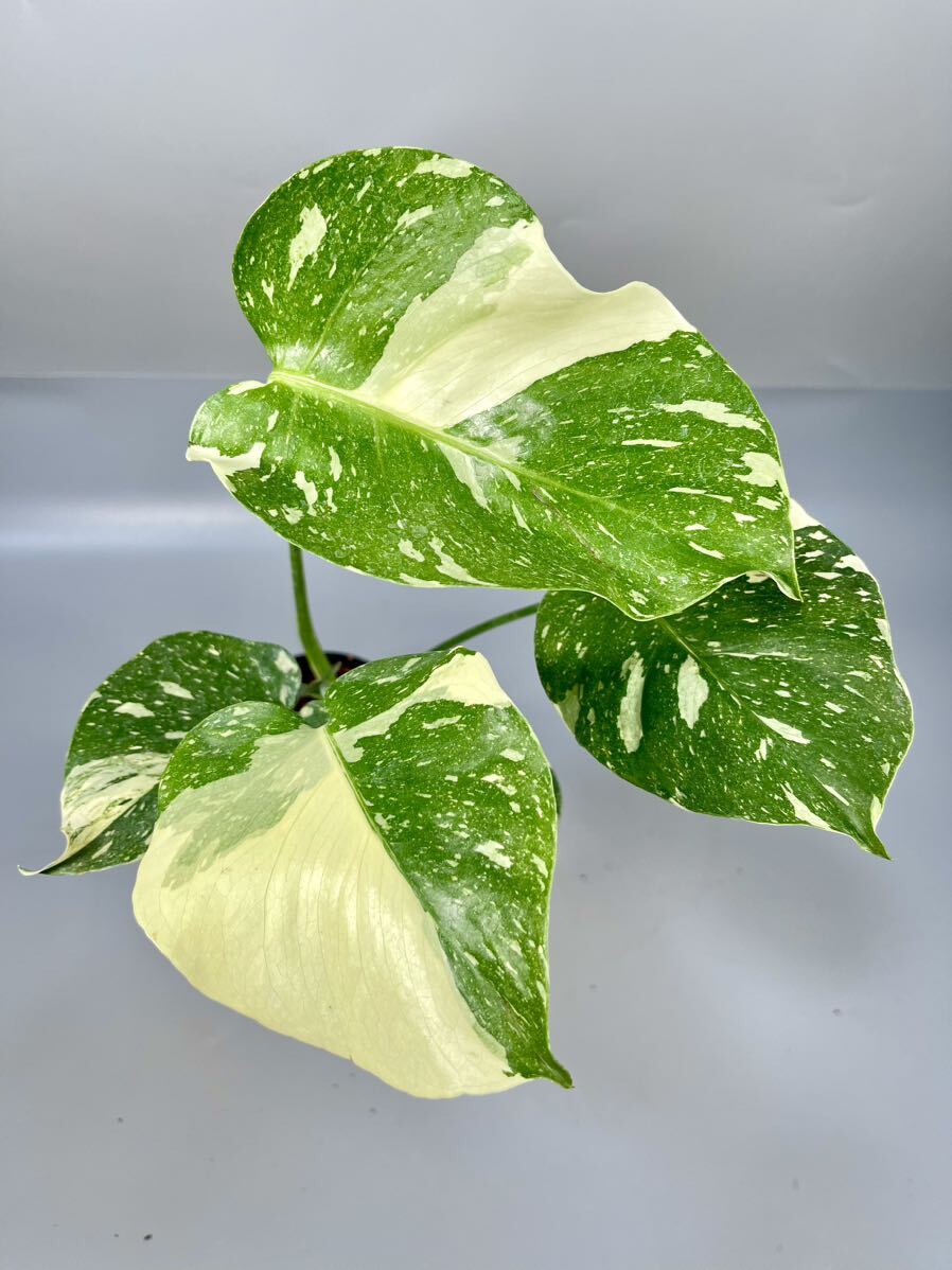 「48」 モンステラ デリシオーサ タイコンステレーション 斑入り Monstera Thai Constellation Variegata _画像1