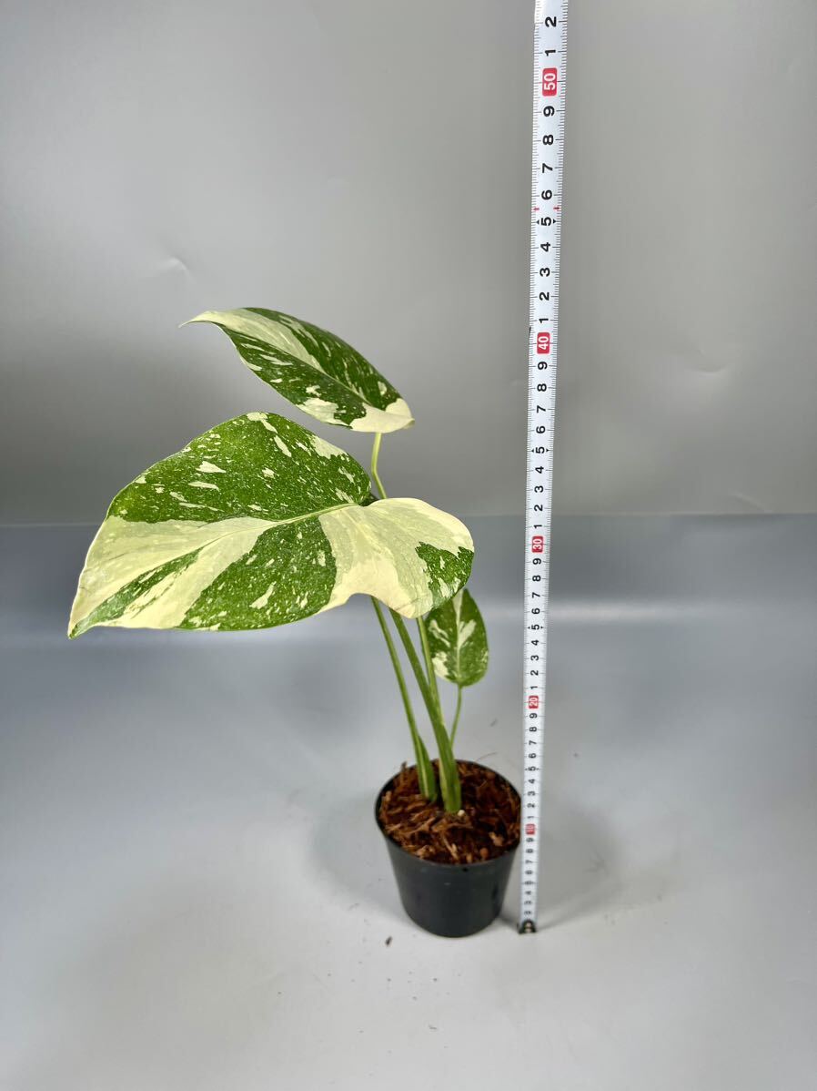 「017」 モンステラ デリシオーサ タイコンステレーション 斑入り Monstera Thai Constellation Variegata の画像5