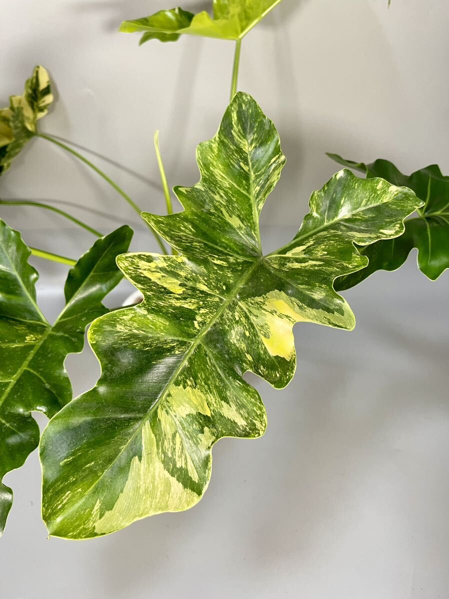 「04」Philodendron Williamsii Variegated フィロデンドロン・ウィリアムシー 斑入り_画像5