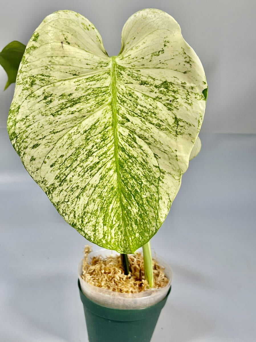 「31」モンステラ　デリシオーサ　ホワイトモンスター Monstera deliciosa White Monster_画像2