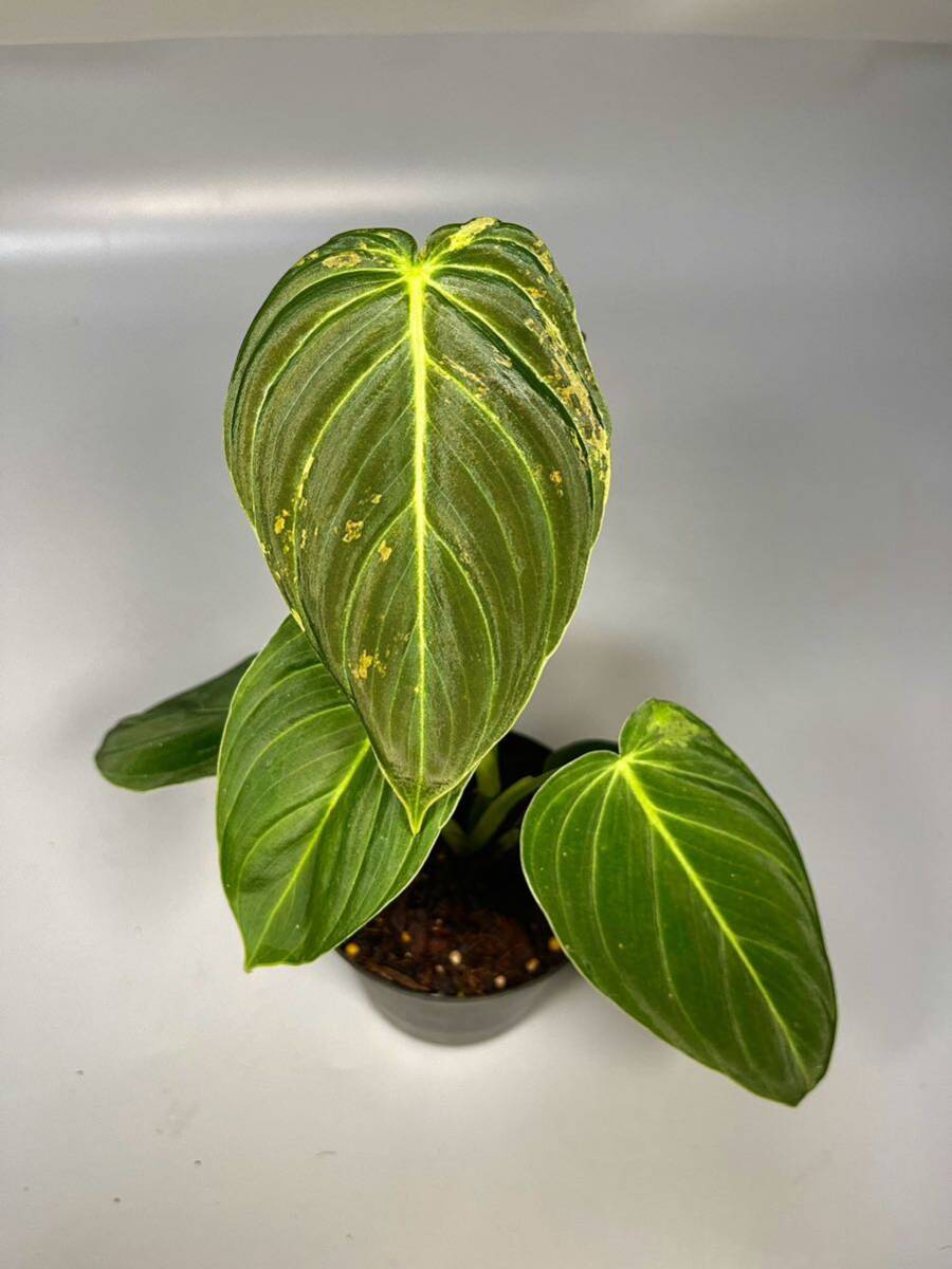 「27」Philodendron Melanochrysum Variegated フィロデンドロン メラノクリサム斑入り_画像5
